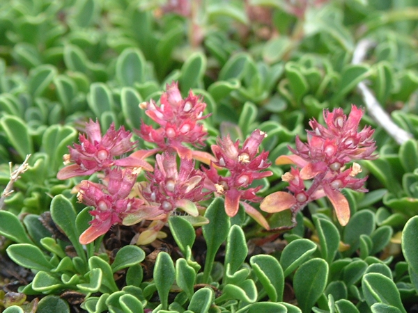 piante striscianti - Globularia meridionalis e Thymus sp.